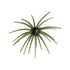 Core X Urchin Bait 19mm