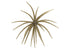 Core Max Urchin Bait 32mm