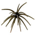 Core XL Urchin Bait 25mm