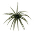 Core Max Urchin Bait 32mm