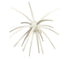 Core Max Urchin Bait 32mm