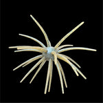 Core Max Urchin Bait 32mm